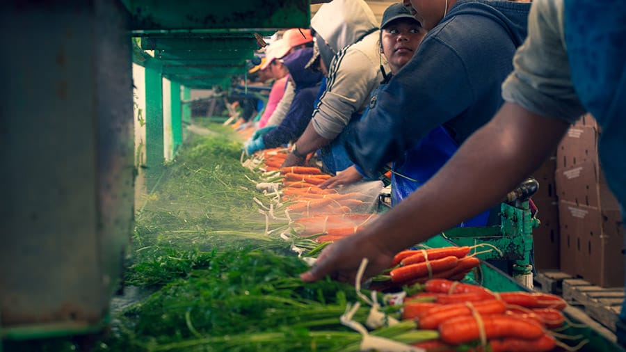 Carrots being cleaned at Ralph's Greenhouse organic farm